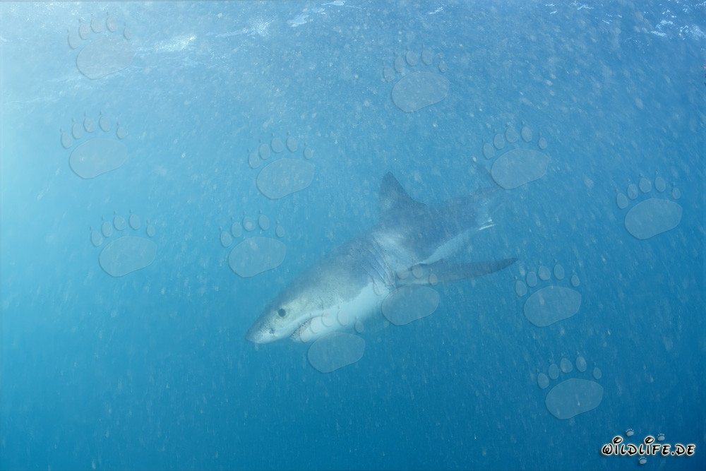 Jeune requin blanc à la recherche de nourriture