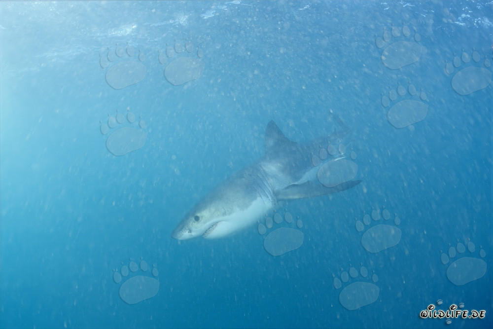 Pequeño tiburón blanco en busca de comida