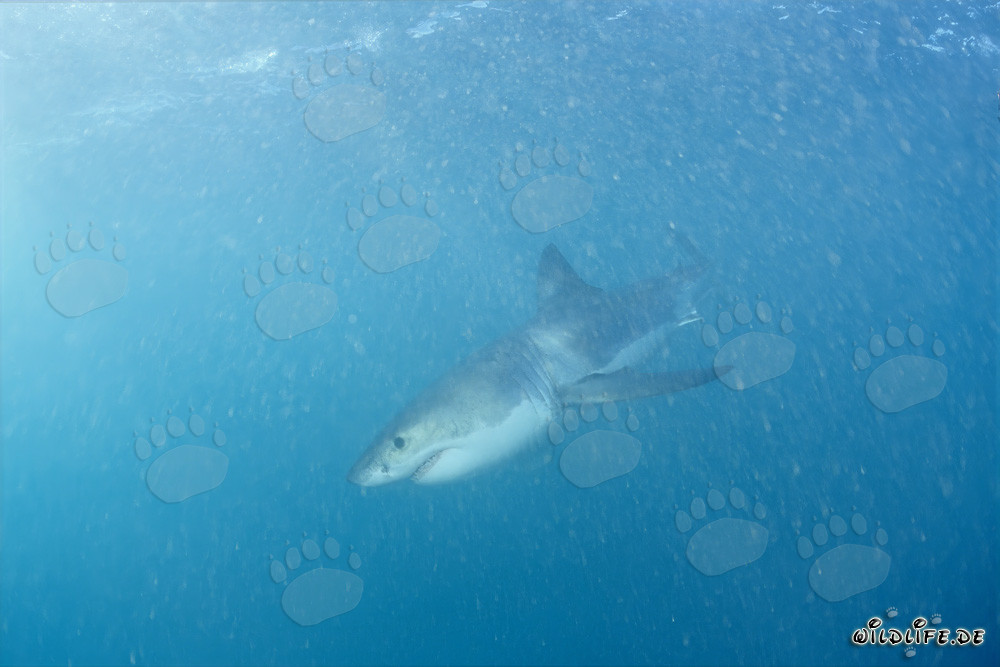 Piccolo squalo bianco alla ricerca di cibo