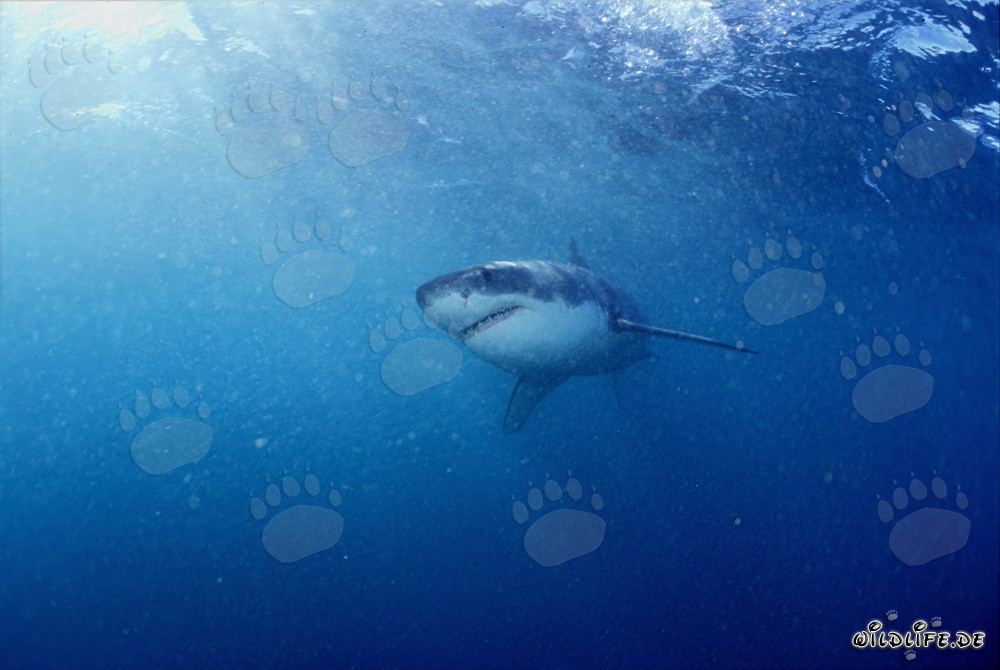 Baby Great White Shark searching for prey