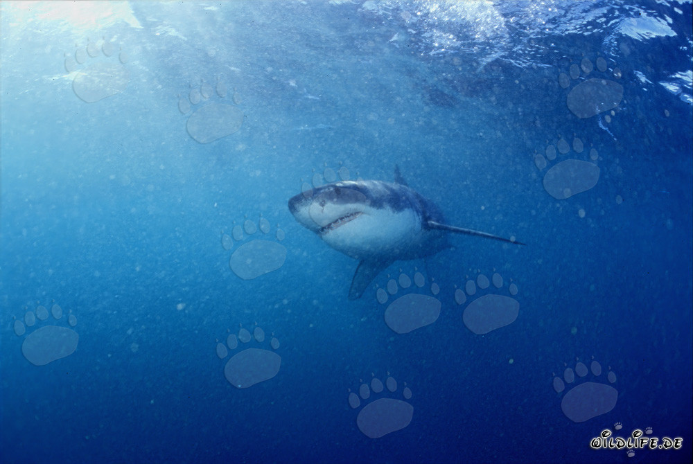 Jeune Requin Blanc à la recherche de nourriture