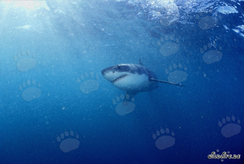 Piccolo Squalo Bianco in cerca di cibo