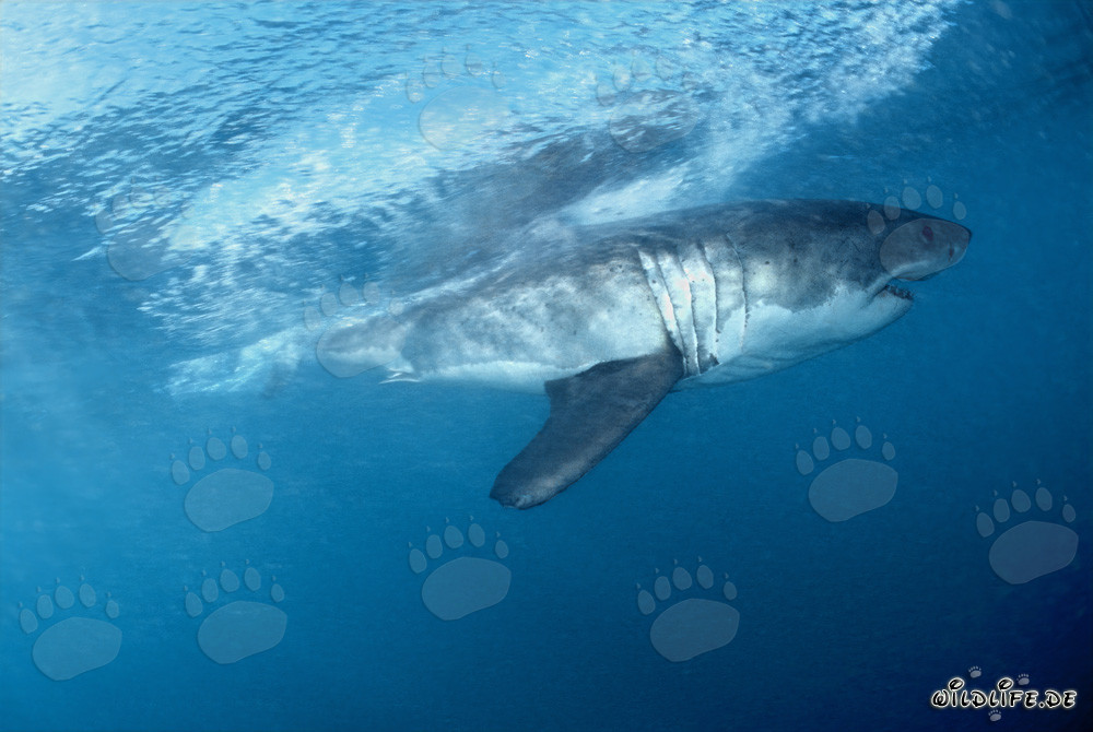 Grand requin blanc fascinant au large des côtes sud-africaines