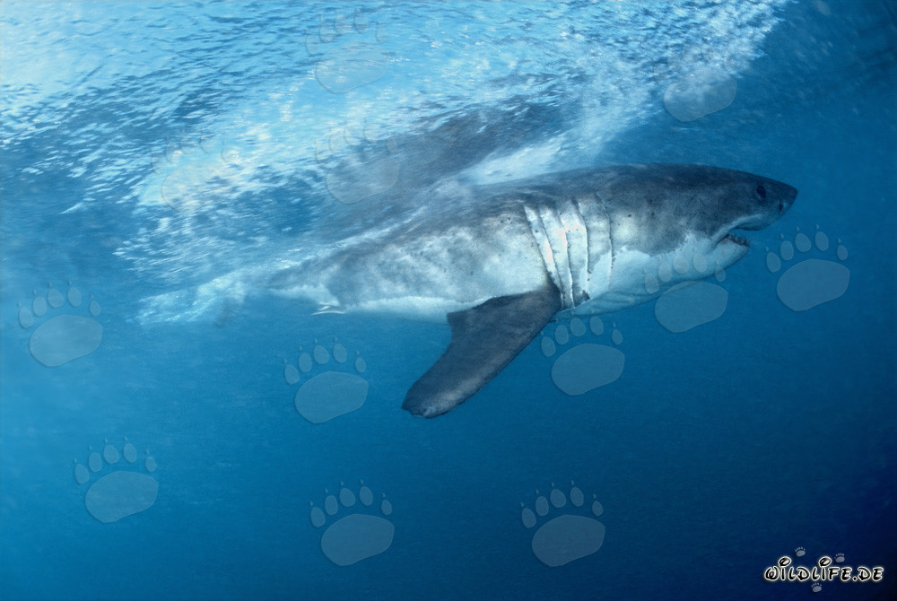 Fascinating Great White Shark off the coast of South Africa