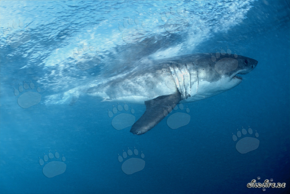 Affascinante squalo bianco al largo della costa sudafricana