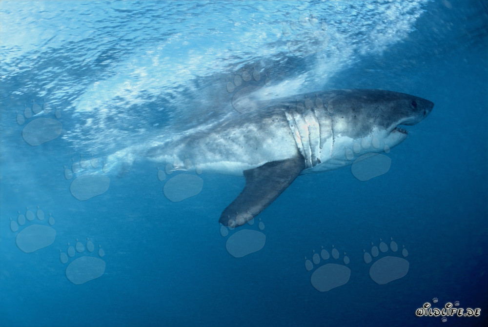 Fascinante tiburón blanco frente a la costa de Sudáfrica