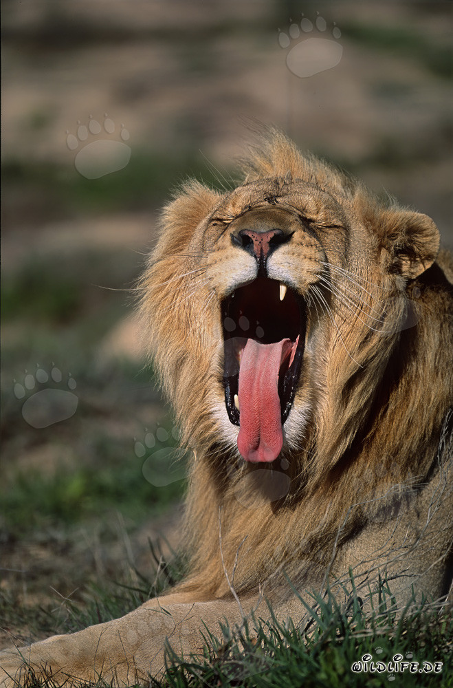 León africano majestuoso bostezando abundantemente