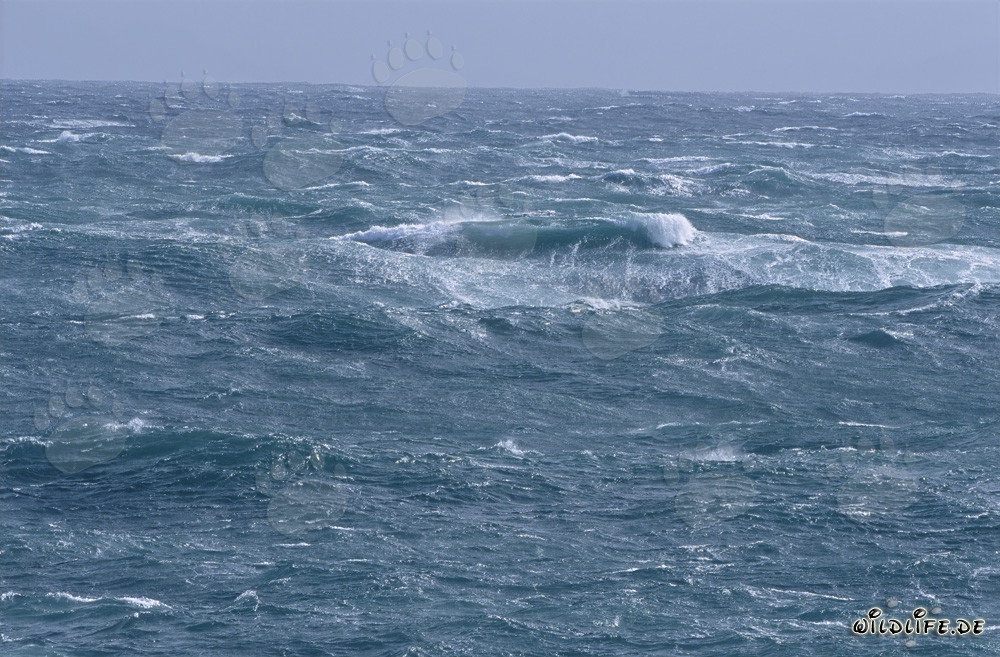 Tempesta al Capo Agulhas: Mare selvaggio alla punta meridionale dell'Africa