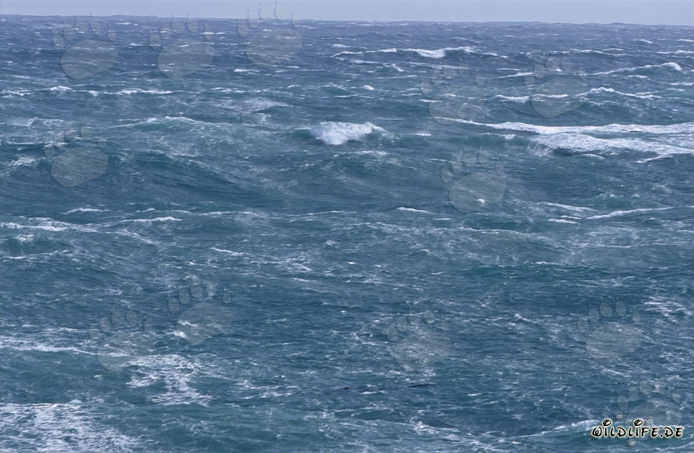 Mer agité au Cap des Aiguilles