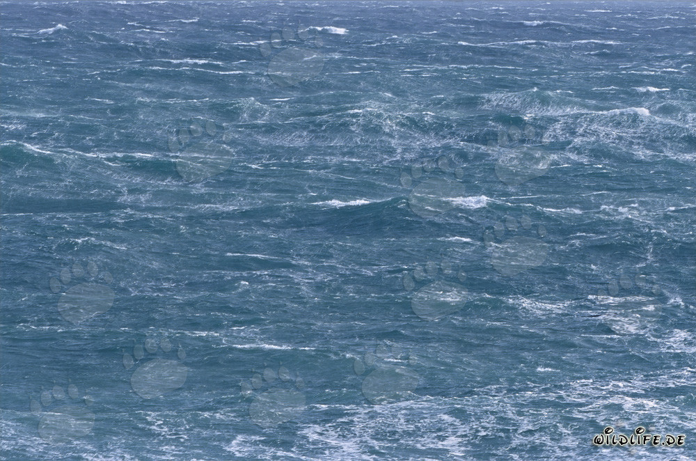 Mer agitée au Cap des Aiguilles