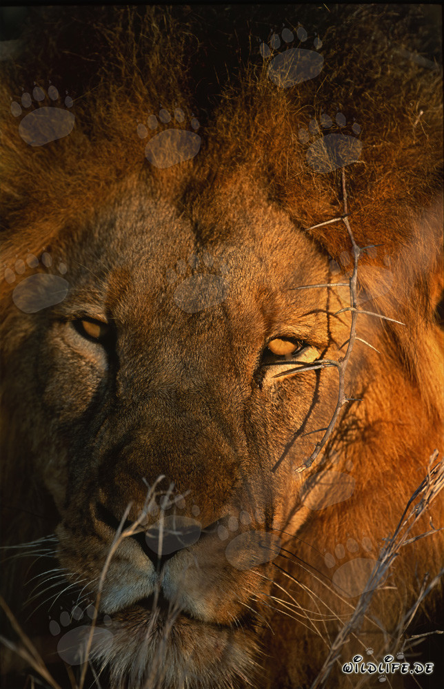 Majestätischer afrikanischer Löwe in der Morgensonne