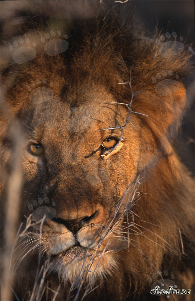 Maestoso leone africano all'alba