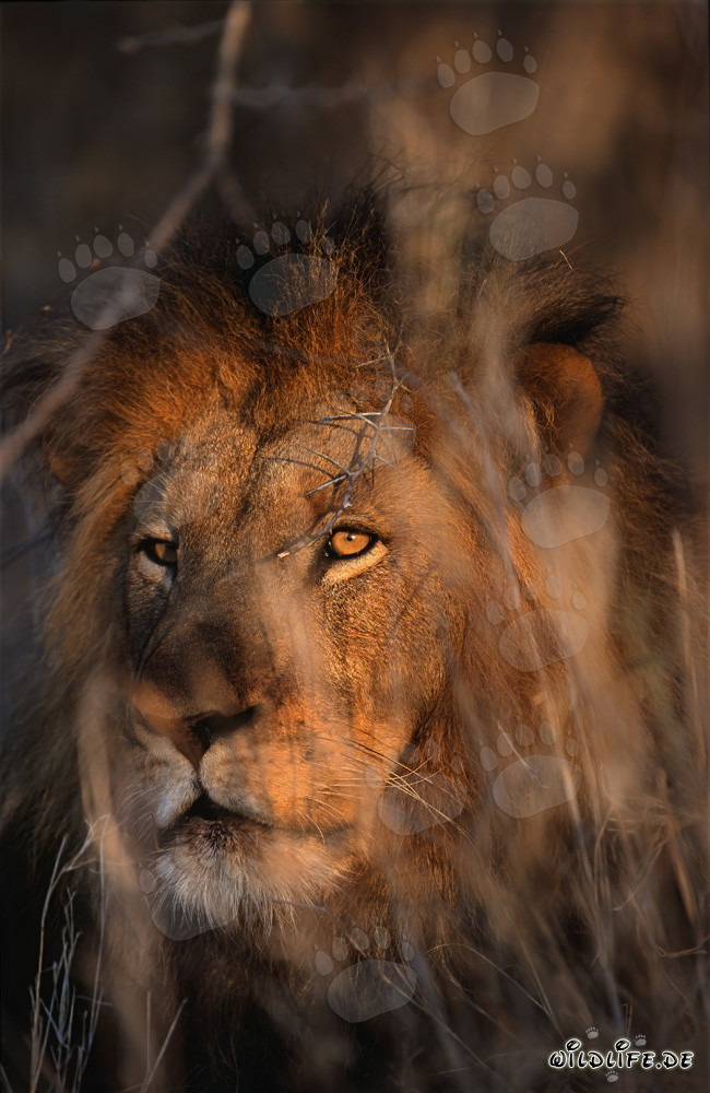 León africano en la sabana seca de Sudáfrica