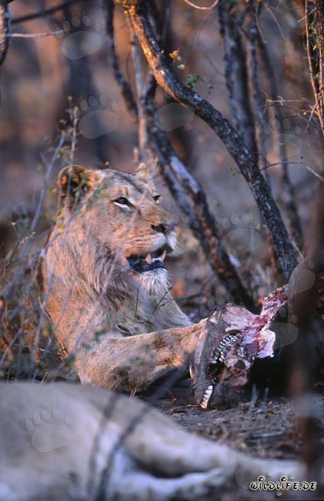 Leonessa affamata divora preda (Panthera leo)