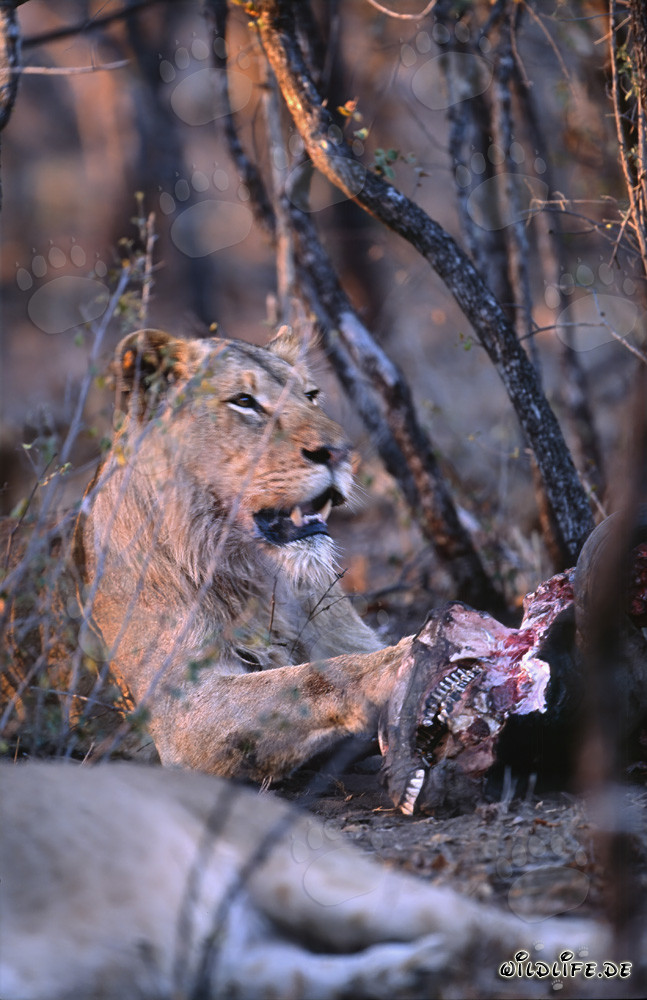 Hungry lioness feeding on prey (Panthera leo)
