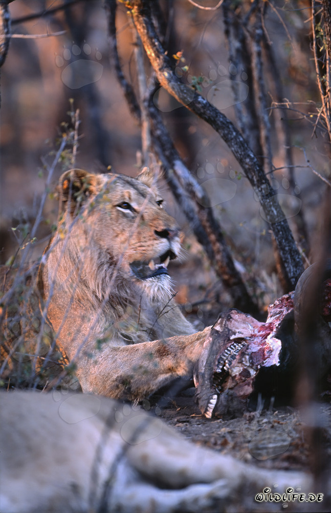 Lionne affamée dévore sa proie (Panthera leo)