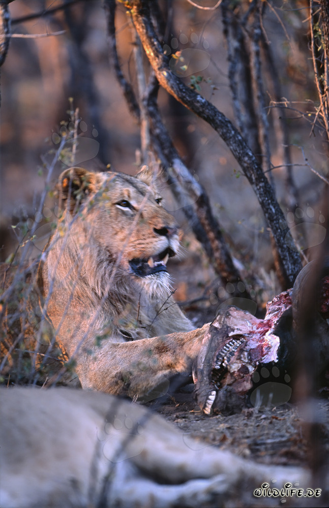 Hungrige Loewin frisst Beute (Panthera leo)