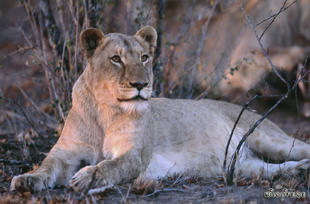 Female African lion (Panthera leo) hunting prey in the savannah of South Africa