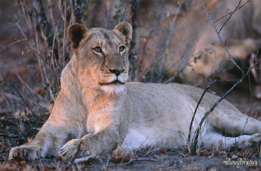 Leona (Panthera leo) caccia prede nella savana del Sud Africa