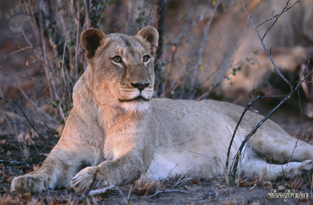 Leona (Panthera leo) cazando presa en la sabana de Sudáfrica