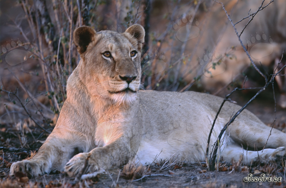 Lionne (Panthera leo) chasse la proie dans la savane d'Afrique du Sud