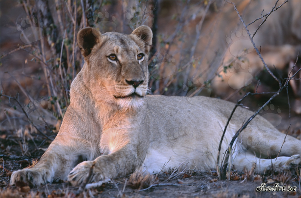 Löwin (Panthera leo) jagt Beute in der Savanne von Südafrika