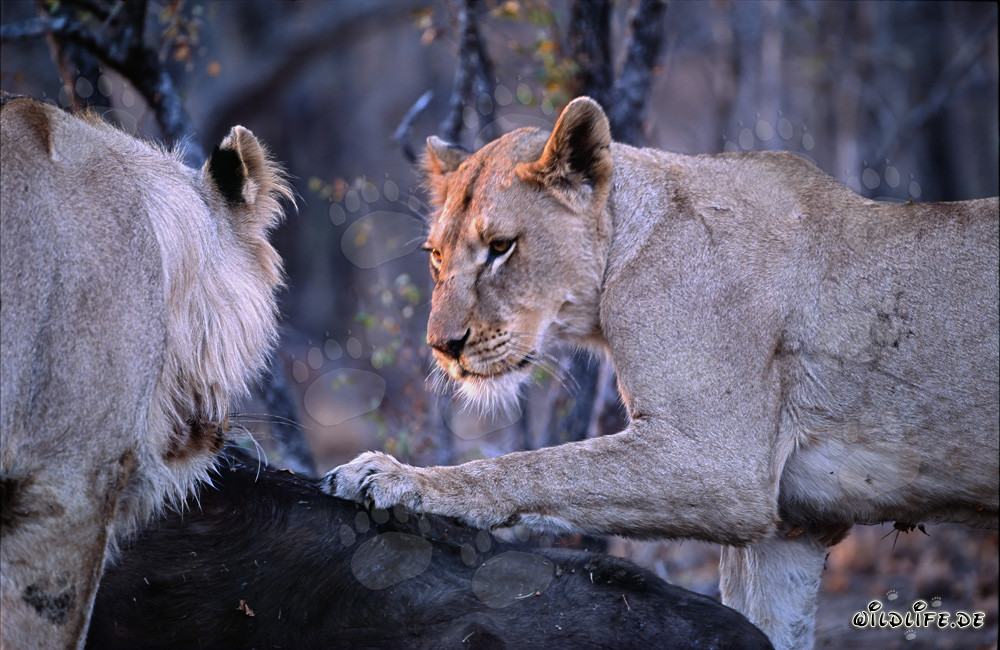 Deux lionnes affamées abattent un buffle dans la savane africaine