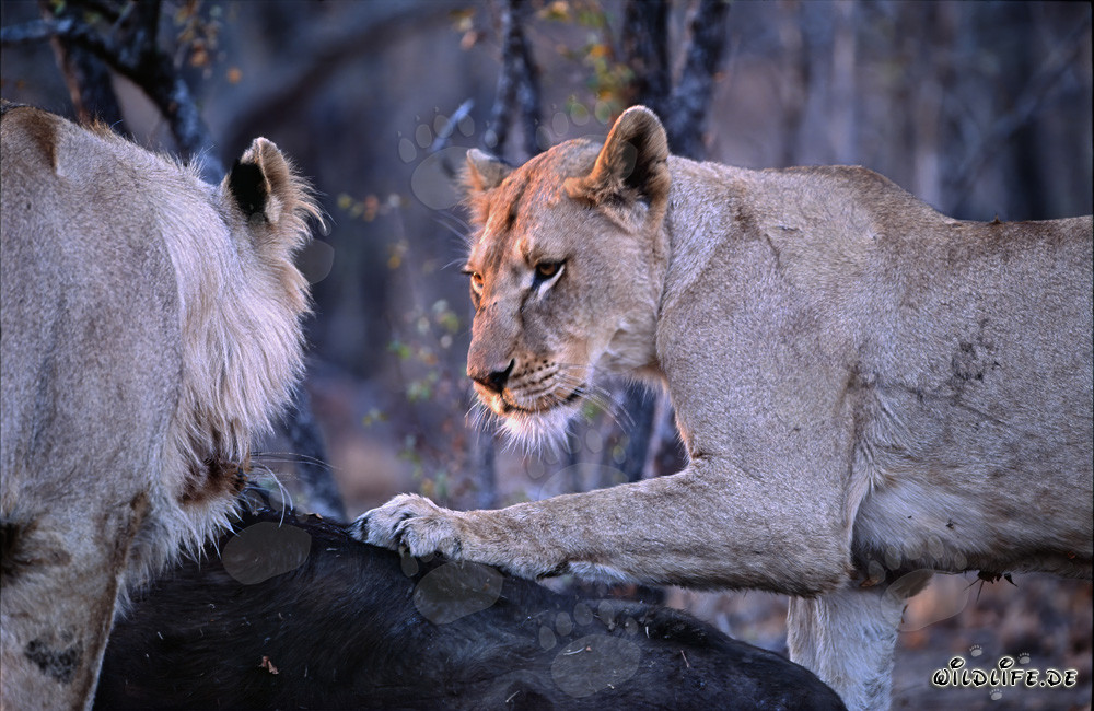 Dos leonas hambrientas abaten un búfalo en la sabana africana