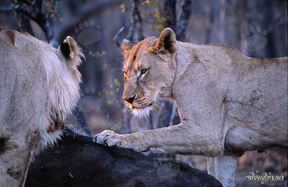 Due leonesse affamate abbattano un bufalo nella savana africana