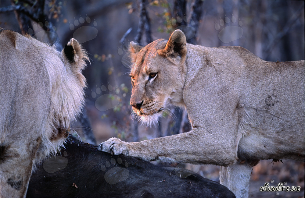 Two hungry lionesses hunt down a buffalo in the African savanna