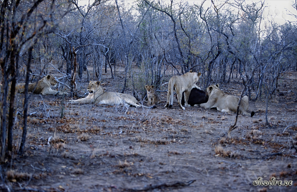 Maestoso branco di leoni in caccia nella savana africana