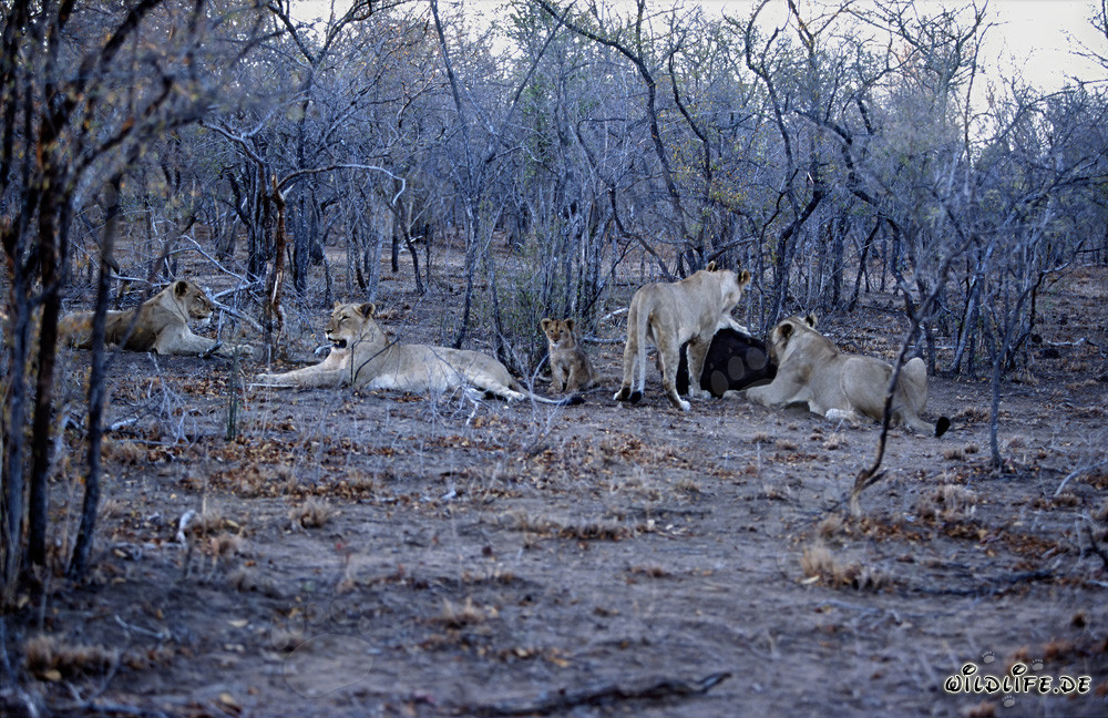 Majestic pride of lions hunting for prey in the African savanna