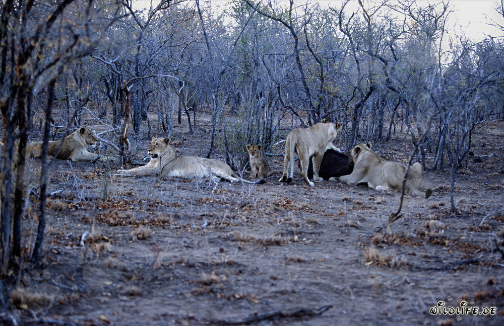 Majestätisches Löwenrudel auf der Jagd nach Beute in der afrikanischen Savanne