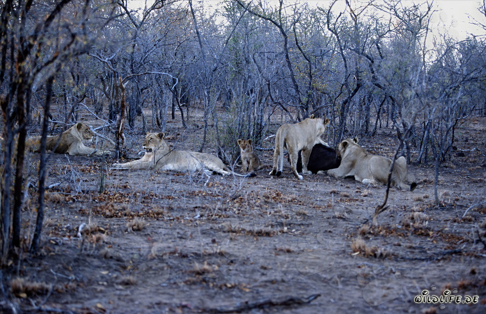 Manada majestuosa de leones cazando en la sabana africana
