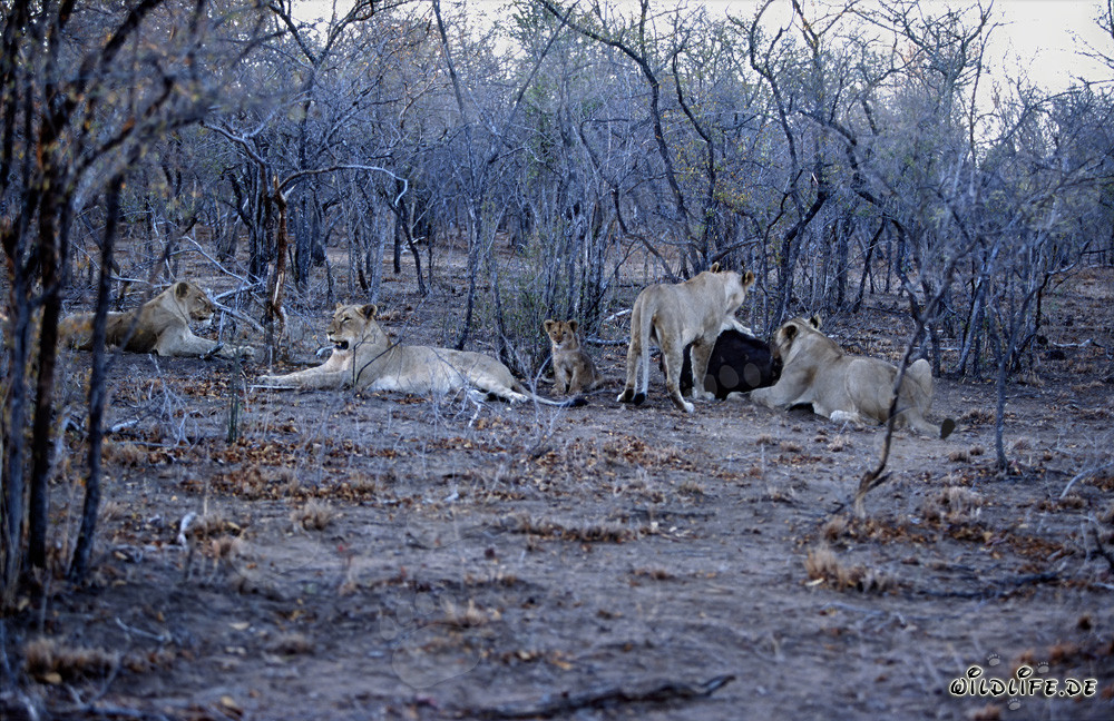 La majestueuse meute de lions en chasse dans la savane africaine