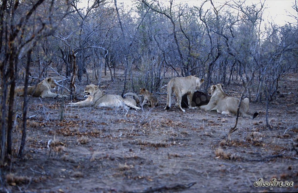 Hungry African lions in the dry season