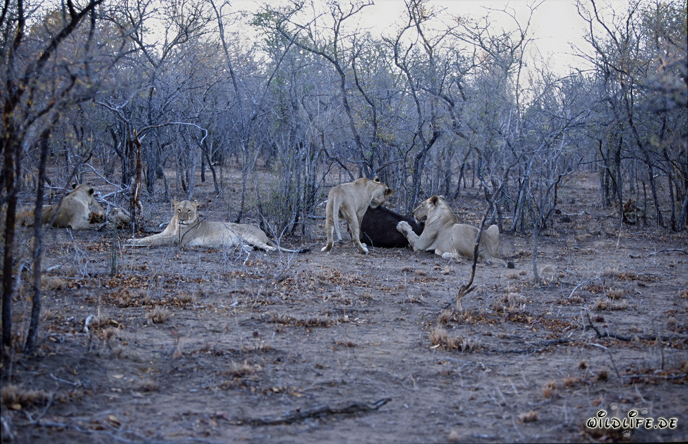Hungry African lion pride hunting for fresh prey (Panthera leo)