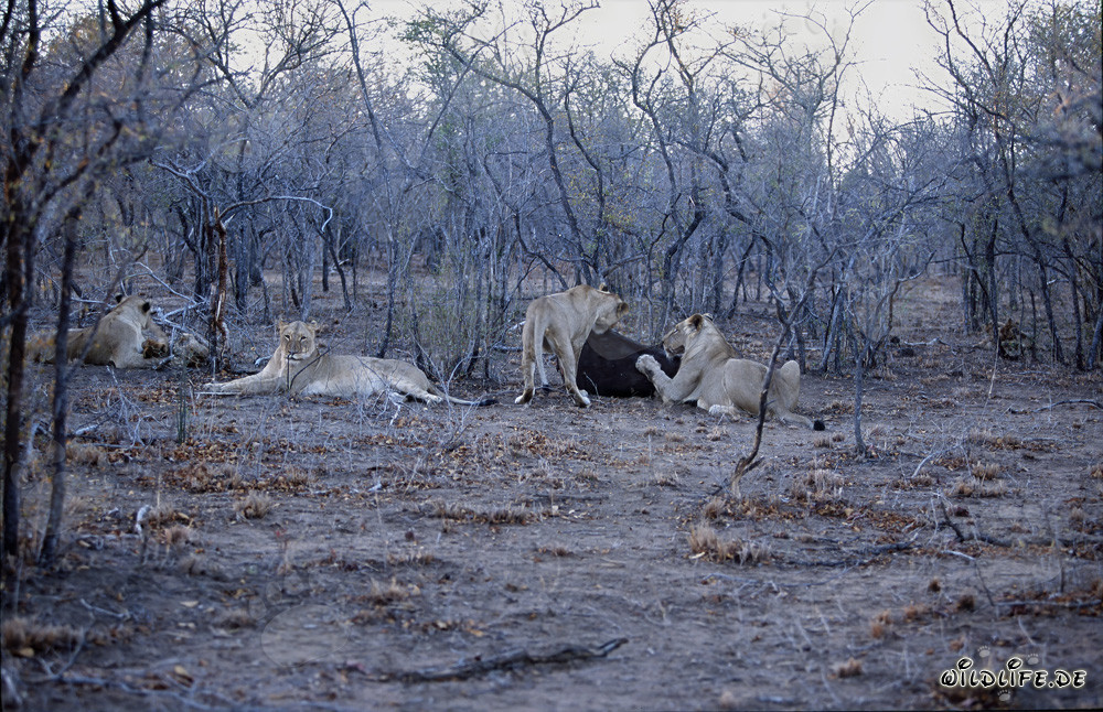 Hungriges afrikanisches Loewenrudel auf der Jagd nach frischer Beute (Panthera leo)