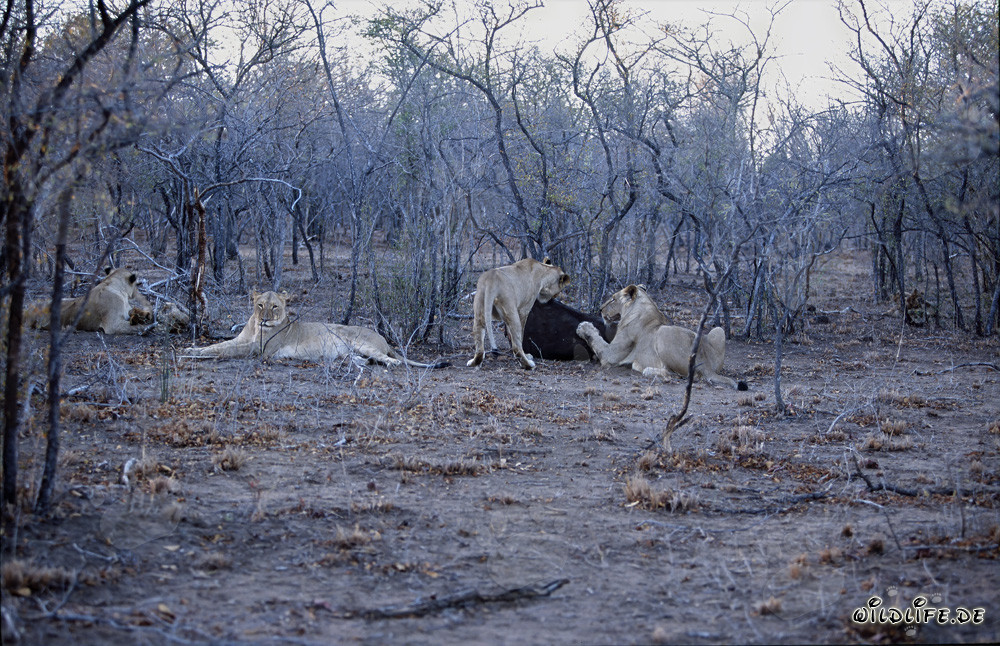 Manada de leones africanos hambrientos en la caza de presas frescas (Panthera leo)