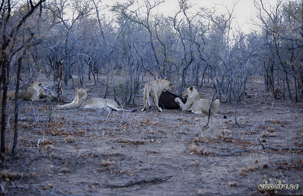 Troupeau de lions africains affamés à la chasse de proies fraîches (Panthera leo)