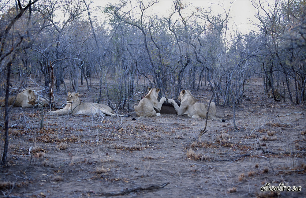 African lion pride hunting prey in the savannah