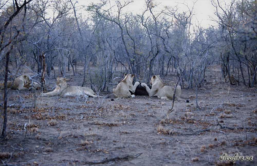 Afrikanisches Löwenrudel jagt Beute in der Savanne