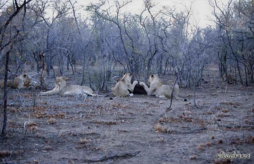 Branco di leoni africani in caccia di prede nella savana