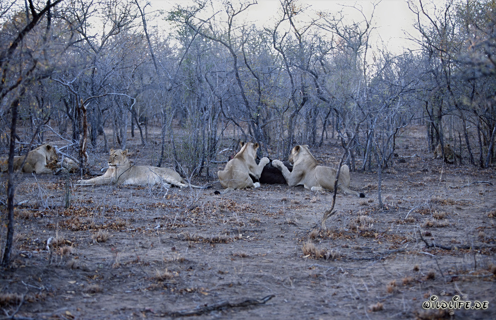 Manada de leones africanos cazando presas en la sabana