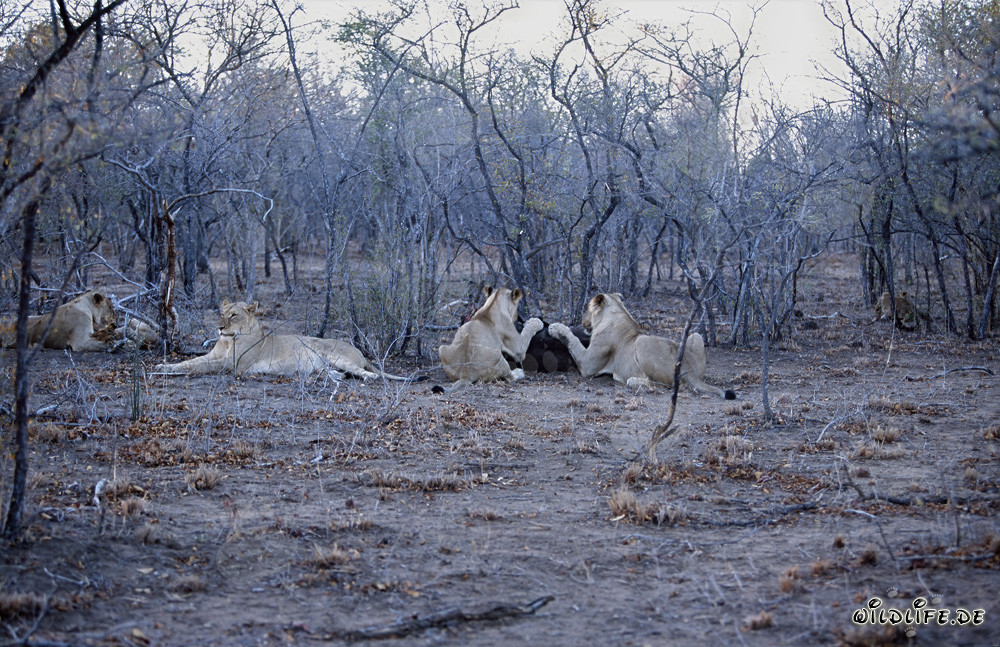 Troupeau de lions africains chassant des proies dans la savane