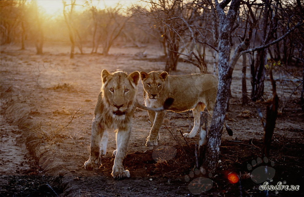 Leonas cazando al atardecer en la sabana