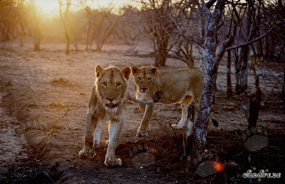 Leonesse in caccia al tramonto nella savana
