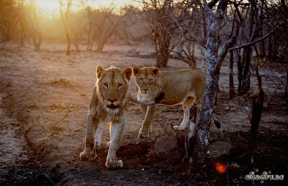 Lionesses hunting at sunset in the savanna