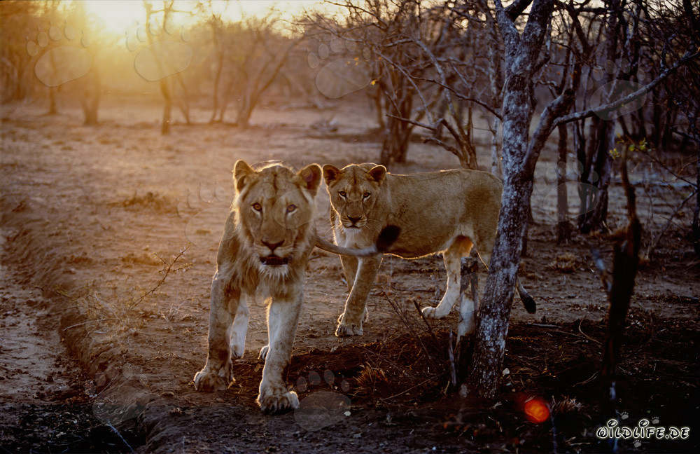 Lionnes en chasse au coucher du soleil dans la savane