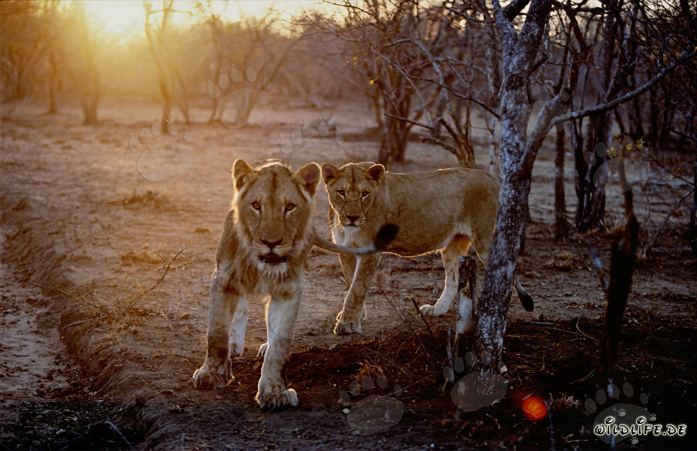 Löwinnen auf der Jagd bei Sonnenuntergang in der Savanne